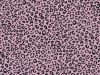 Mini Leopard Spots Cotton Poplin Print, Pink