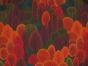 Amber Forest Cotton Rich Panama Canvas