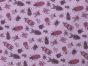 Bug World Quilters Cotton Print, Pink