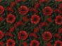 Classic Poppy Field Cotton Print, Black