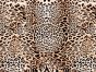 Craft Collection Cotton Print, Animal Magic Cheetah