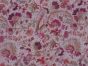Floral Petunia Cotton Lawn Print, Pink