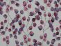 Rose Vines Viscose Linen Print, Berry