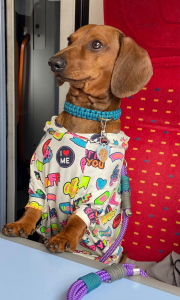 12 Pet Sewing Projects to Make You Smile